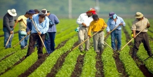 Dal Decreto Ristori alcune facilitazioni per le aziende del comparto agricolo