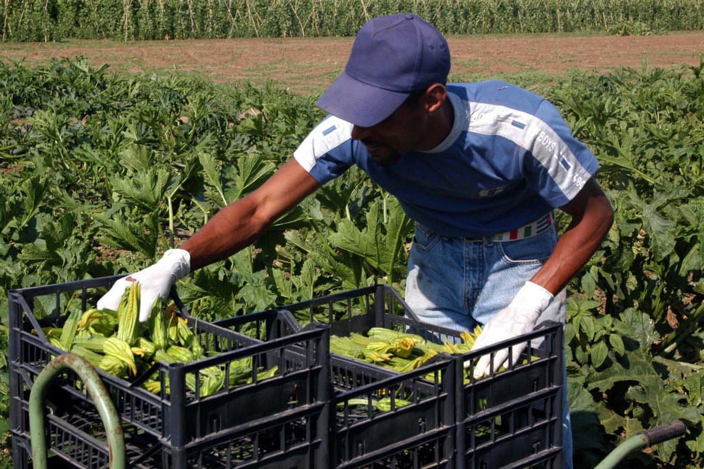 Dal Decreto Ristori bis ancora qualche strumento a sostegno del comparto agricolo