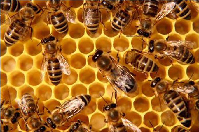 Il 2015 è l’anno della svolta per gli apicoltori: nuove regole
