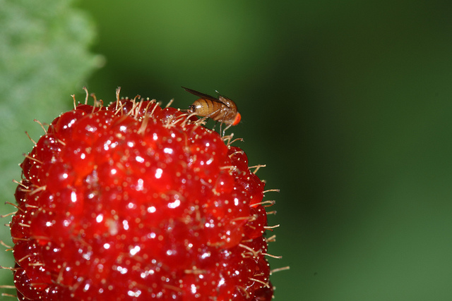 Drosophila suzukii: prorogate al 30 settembre 2015 le domande di aiuto per chi ne è stato colpito