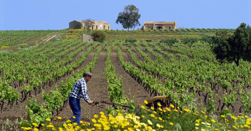 Dalla Legge di Bilancio 2019 l’equiparazione dei familiari coadiuvanti al coltivatore diretto