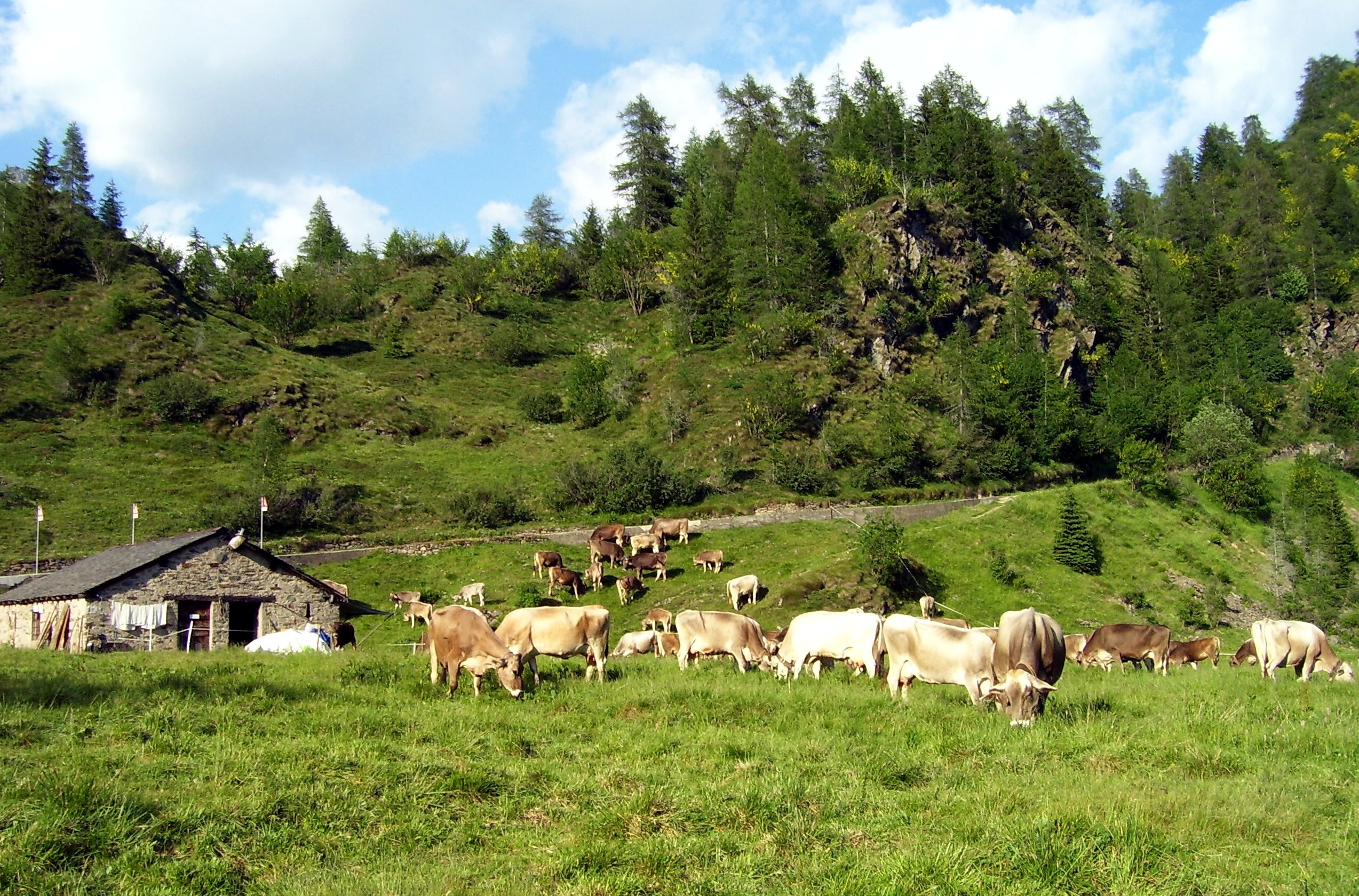 Piemonte: prende il via il bando PSR Indennità Compensativa 2020