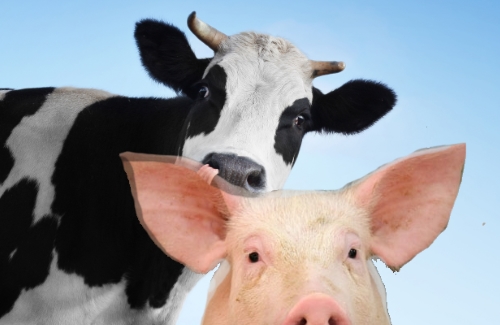Percentuali di compensazione bovini e suini: la Legge di Bilancio 2022 potrebbe confermarne l’aumento