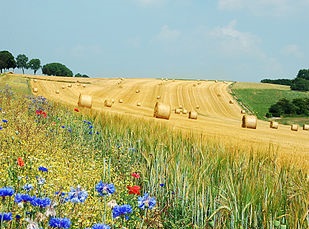 PAC e terreni lasciati a riposo