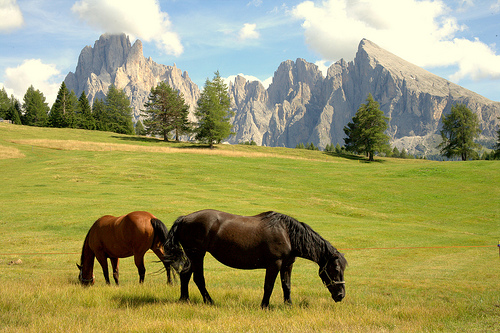 Pascolamento equidi: importanti novità