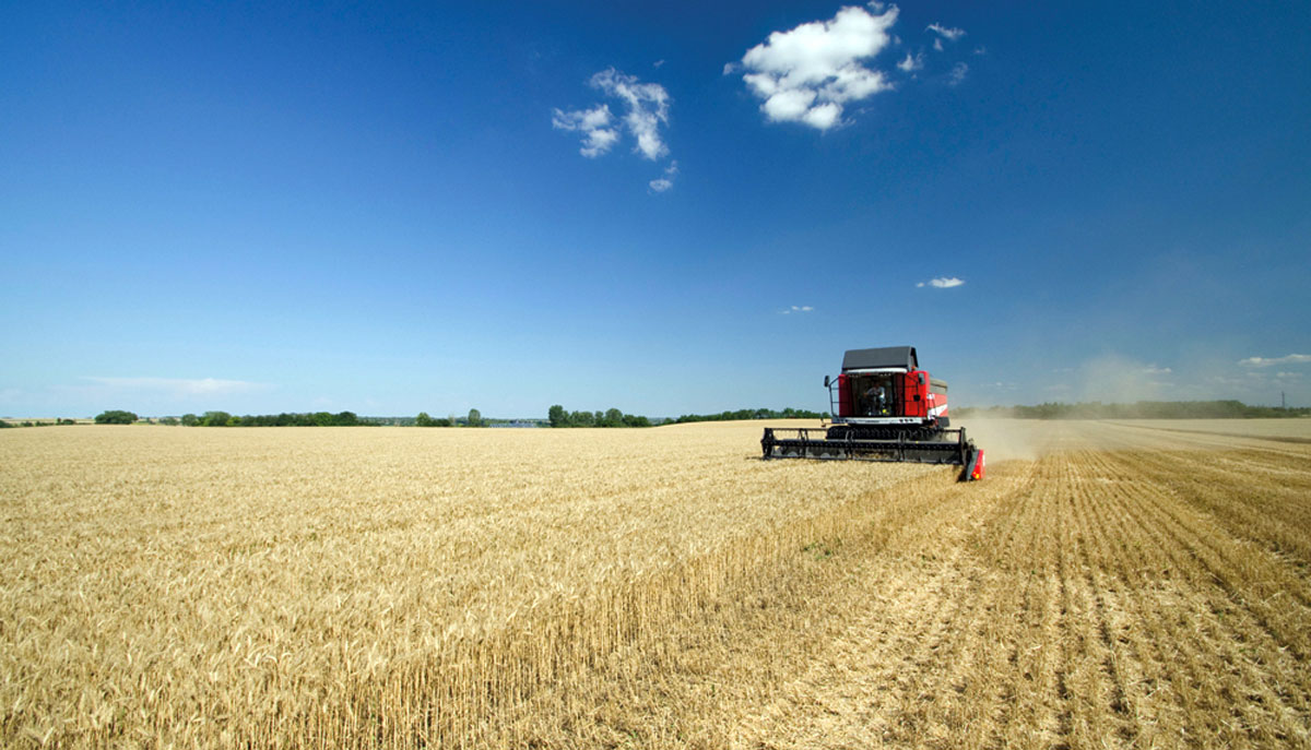 Regime dei piccoli agricoltori: chiarimenti da AGEA