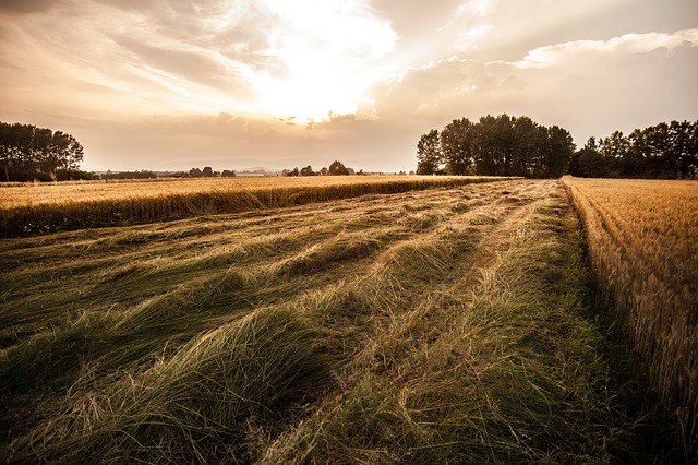 Il Piemonte apre il bando Giovani Agricoltori 2017: insediamento e miglioramento