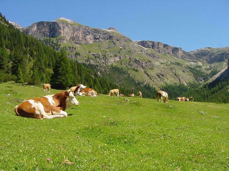 Interventi a favore della zootecnia estensiva praticata nelle zone montane: i chiarimenti di Agea