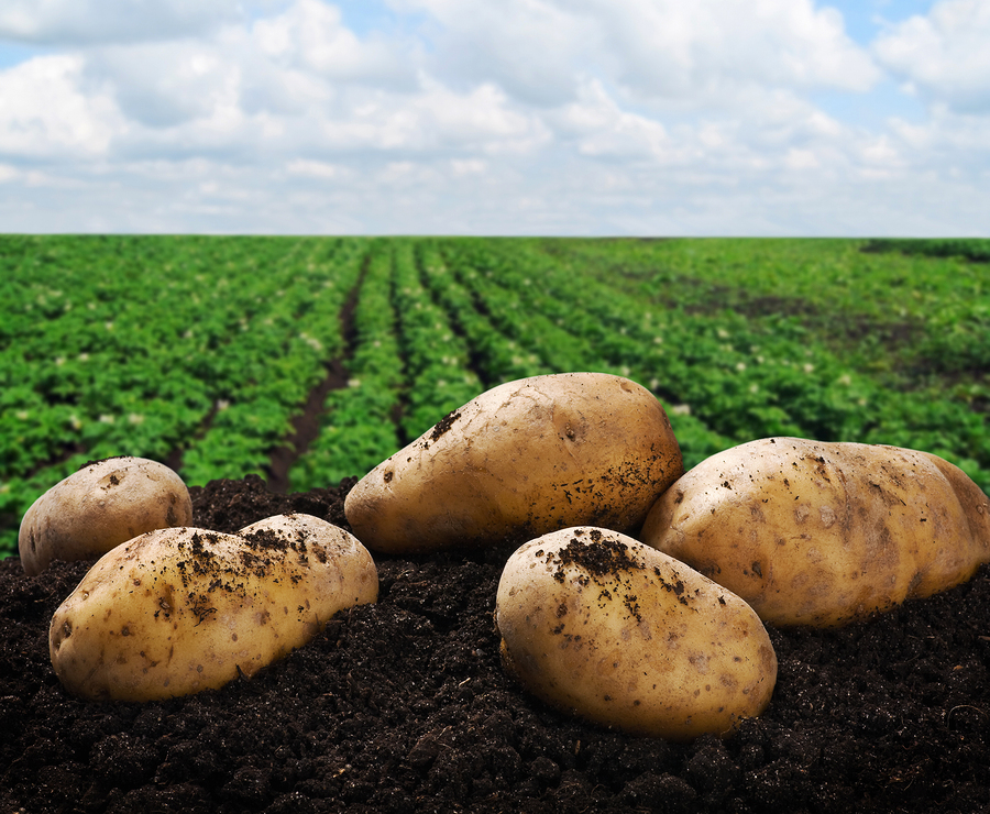 Produttori di patate da consumo: attenzione all’obbligo di iscrizione al RUOP