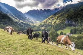 coesistenza-agricoltura-fauna-selvatica