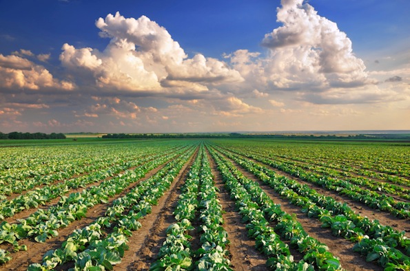 La Corte dei Conti europea tira le somme sulla PAC e sui suoi effetti benefici sul clima e l’ambiente.