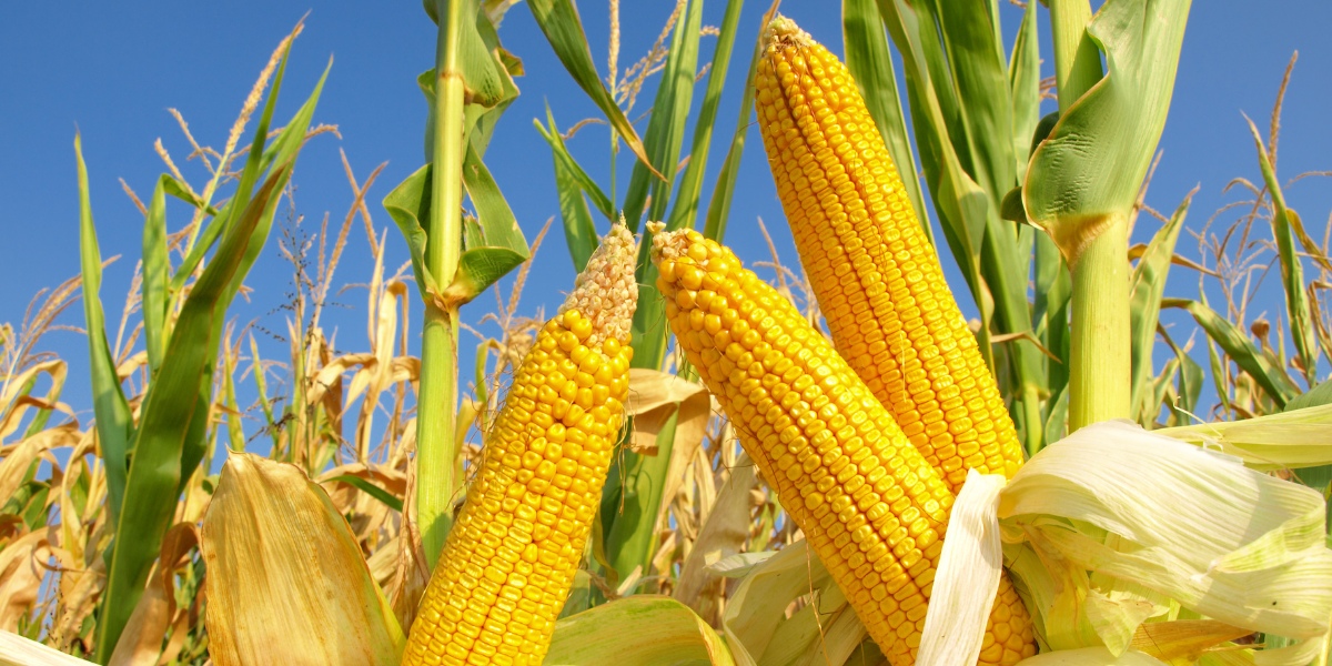 Contributi per aziende che sottoscrivano contratti di filiera per vendita mais, legumi, soia, frumento tenero, orzo