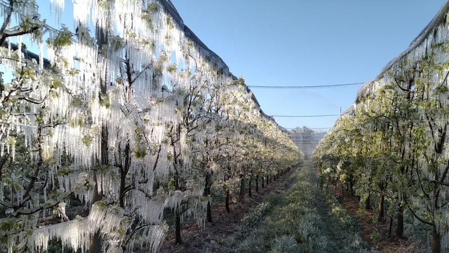 Piemonte: in corso le procedure per la presentazione delle domande di indennizzo per danni da gelo 2021