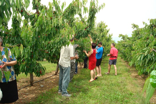 Aliquote contributive 2021 per le aziende agricole che assumono operai