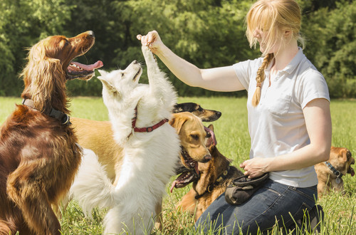 Allevamento di cani: attività che può essere anche agricola