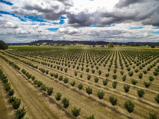 Piemonte: al via le domande di aiuto per danni subiti da cimice asiatica nel 2019